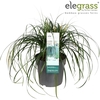Carex oshimensis