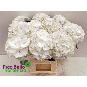 Hydr M Schneeball 60cm