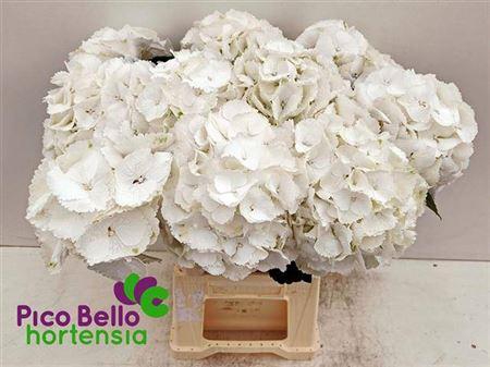 <h4>Hydr M Schneeball 60cm</h4>