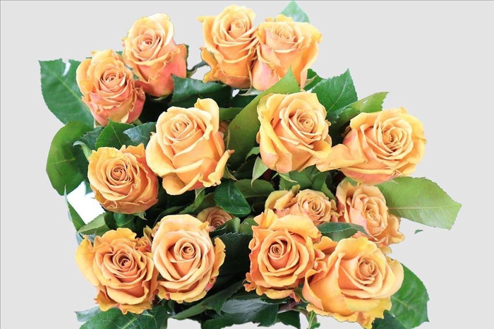 <h4>Rosa ec combo</h4>