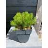 Pinus mugo subsp. mugo