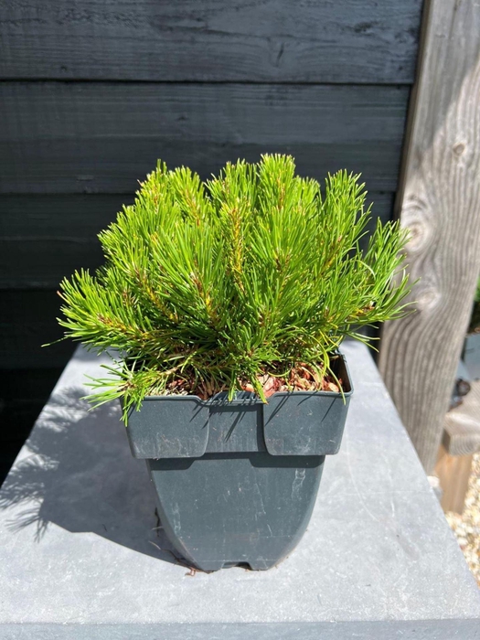 Pinus mugo subsp. mugo