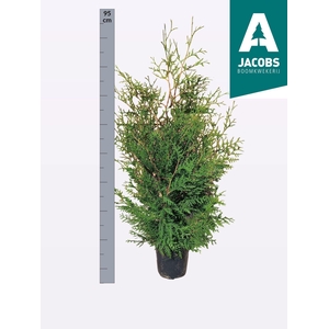 THUJA O BRABANT