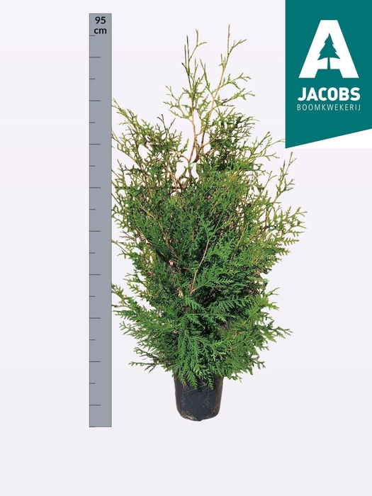<h4>THUJA O BRABANT</h4>