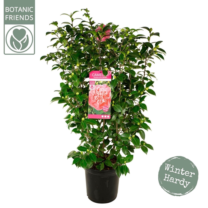 <h4>Camellia japonica</h4>