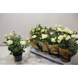 Ro Pearl Kord Gr