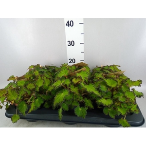 Begonia BD rex 'MagicCol Jive'