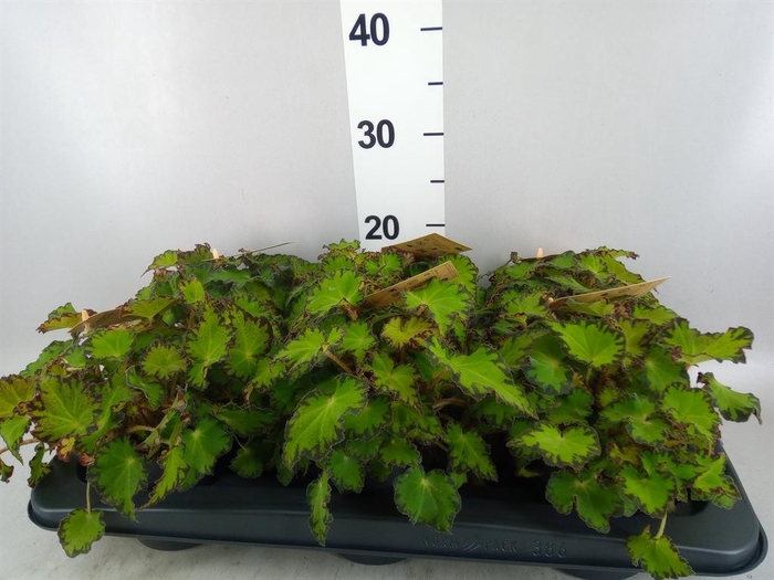 <h4>Begonia BD rex 'MagicCol Jive'</h4>