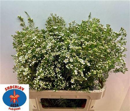 <h4>CHAME UN JUPITE MOON ANGEBOT</h4>