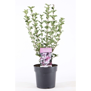 Syringa meyeri Palibin