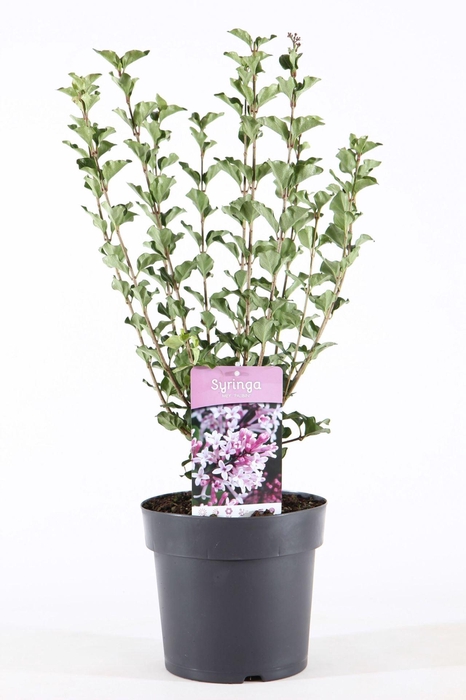 <h4>Syringa meyeri Palibin</h4>