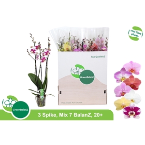 PHAL GEM 7 KL
