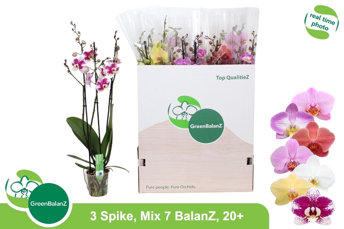 <h4>PHAL GEM 7 KL</h4>