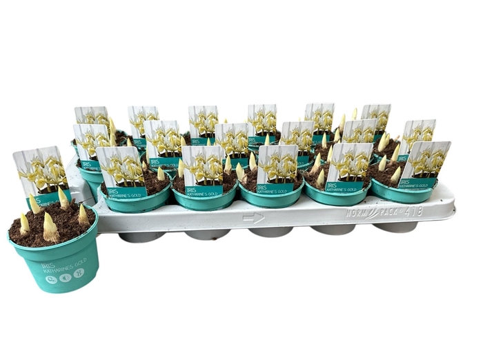 <h4>IRIS DANFORDIAE</h4>