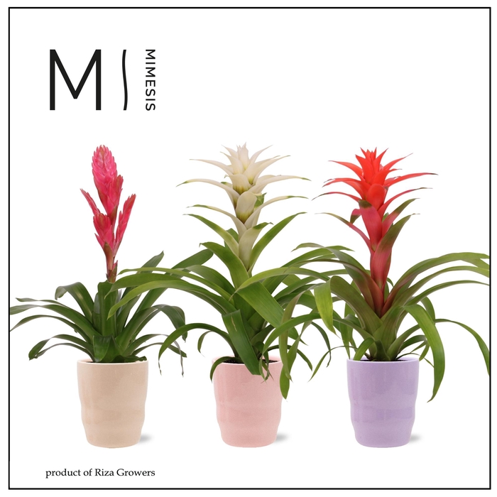 <h4>BROMELIA GEM</h4>
