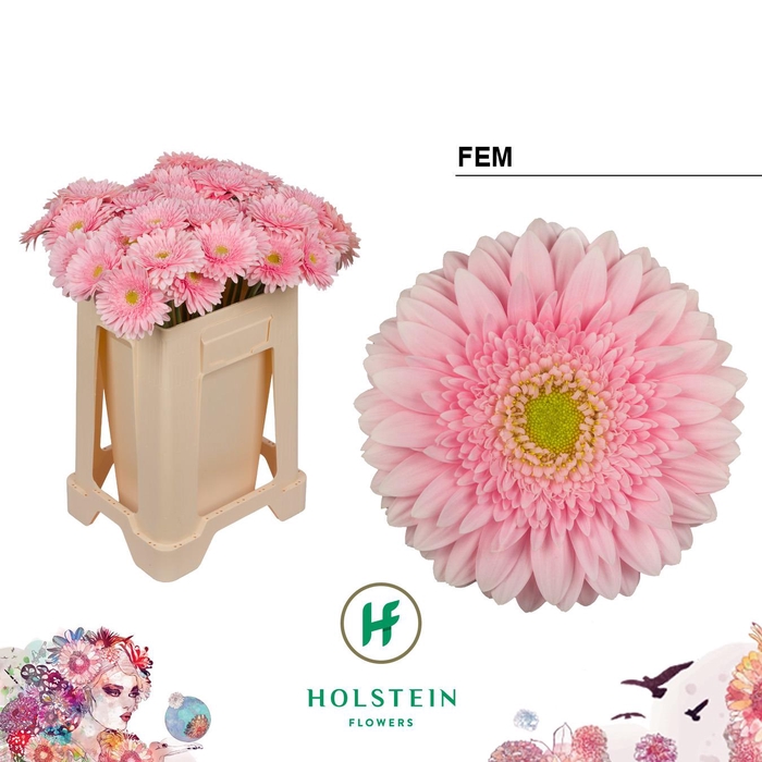 <h4>Gerbera Fem Water</h4>