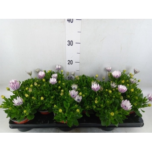 Osteospermum  'Margarita White'