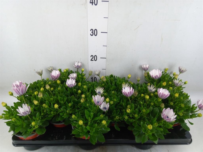 <h4>Osteospermum  'Margarita White'</h4>