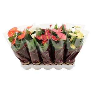 Anthurium 4 color mix in Couture Diamond sleeve