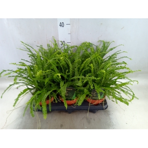 Nephrolepis cord. 'Duffii'