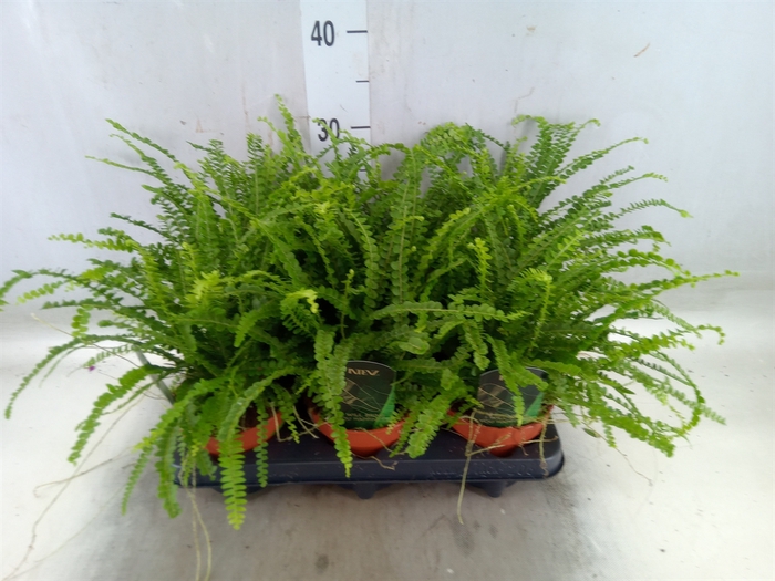 <h4>Nephrolepis cord. 'Duffii'</h4>