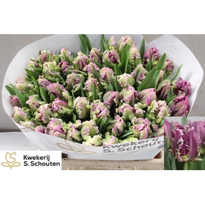 TU PA MYSTERIOUS PAR