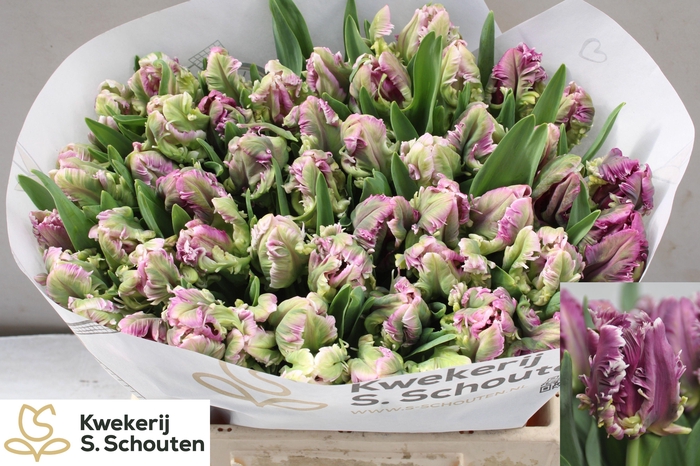 <h4>TU PA MYSTERIOUS PAR</h4>