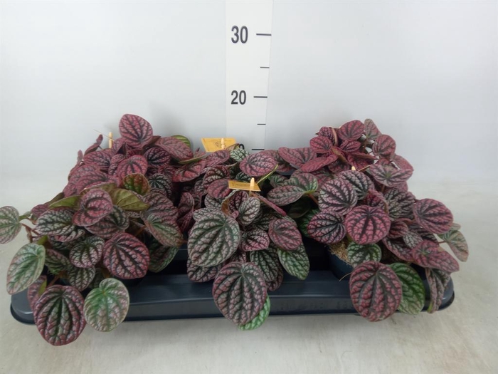 <h4>Peperomia</h4>