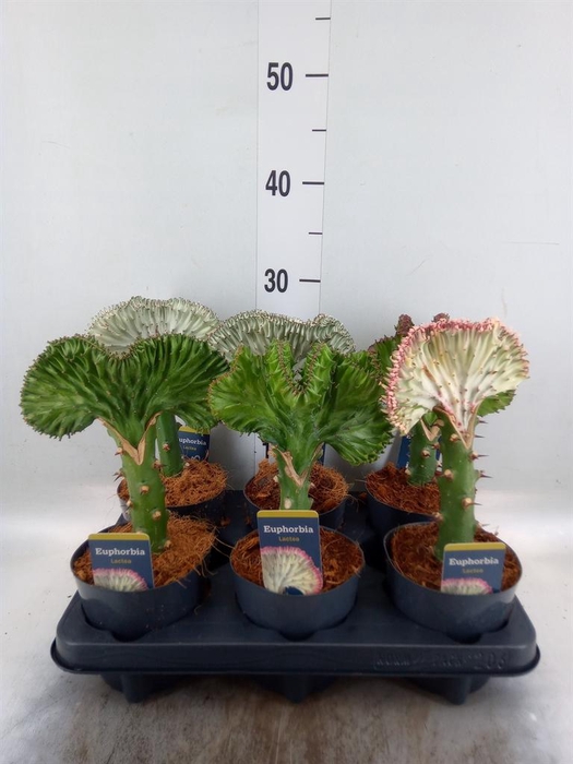 <h4>Euphorbia lactea 'Cristata'</h4>