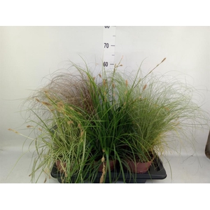 Carex   ...mix