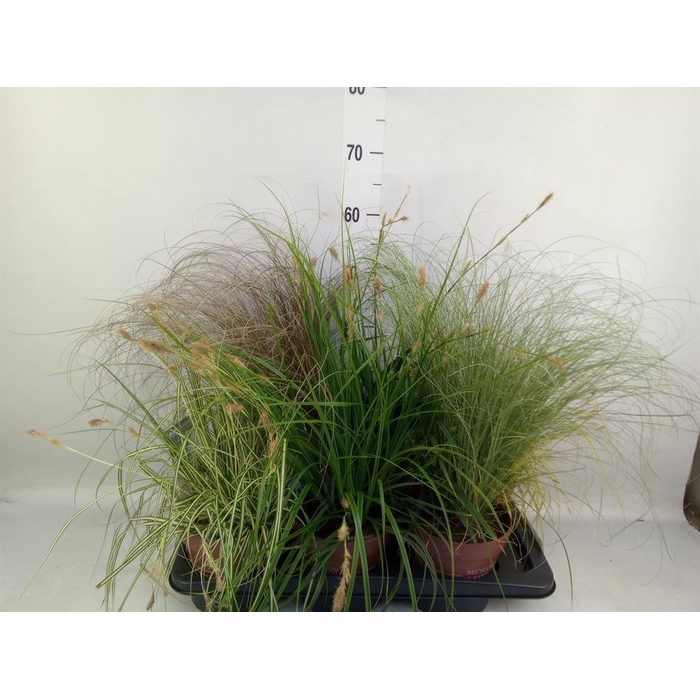 <h4>Carex   ...mix</h4>