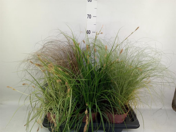 <h4>Carex   ...mix</h4>