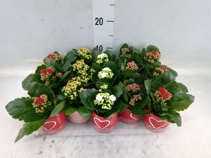 <h4>Kalanchoe blos. 'RosDon Collection'</h4>