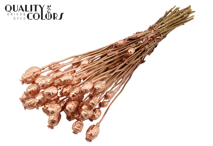 <h4>Papaver per bunch Copper</h4>