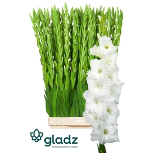 Glad Gr Essential Gladz