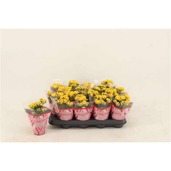 <h4>Kalanchoe Double Yellow</h4>