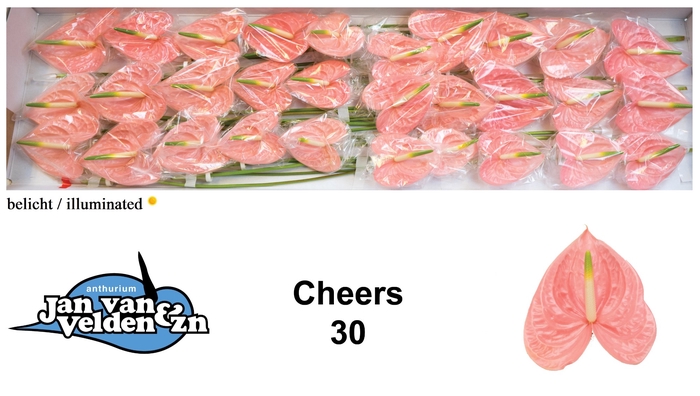 <h4>Anthurium Cheers</h4>