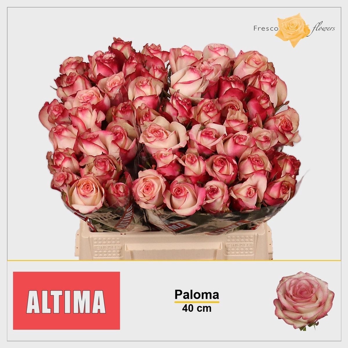 <h4>R GR PALOMA</h4>