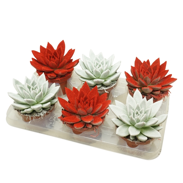 <h4>Echeveria gespoten Kerstmix 10,5 cm Snowy</h4>