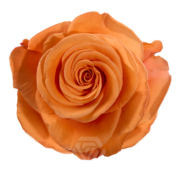 <h4>R GR CARNELIAN</h4>