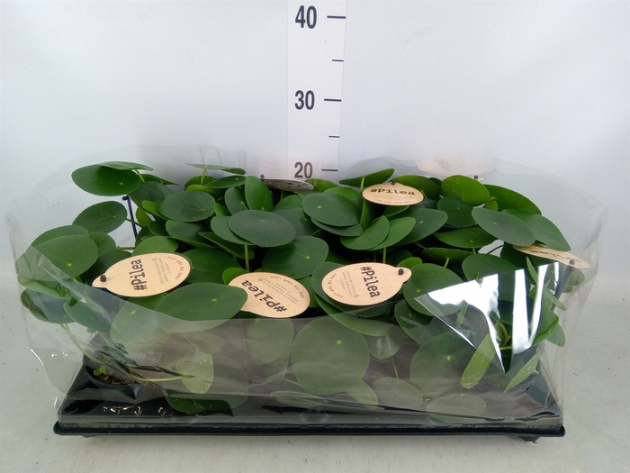 <h4>Pilea peperomoides</h4>