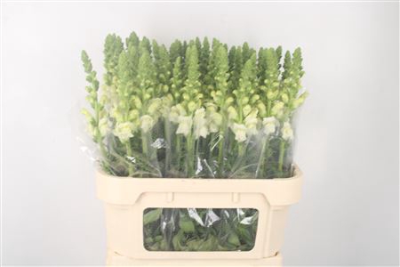 <h4>Antirrhinum Nl. White Ivory Potomac</h4>