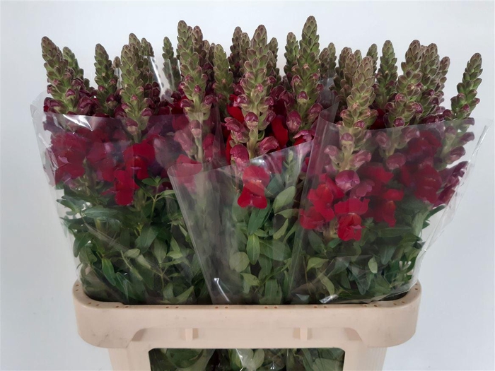 <h4>Antir Antibes Red</h4>