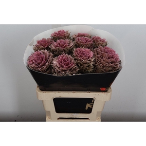 Brassica Wx (crane) Classic Pink