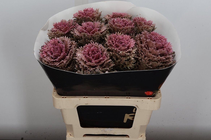 <h4>Brassica Wx (crane) Classic Pink</h4>