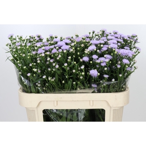 Aster Astee Milka