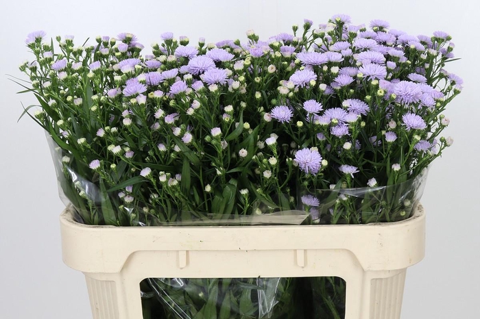 <h4>Aster Astee Milka</h4>