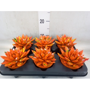 Echeveria  'Miranda'