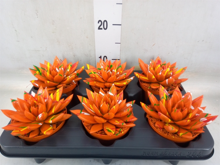<h4>Echeveria  'Miranda'</h4>