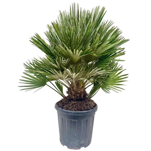 Chamaerops humilis